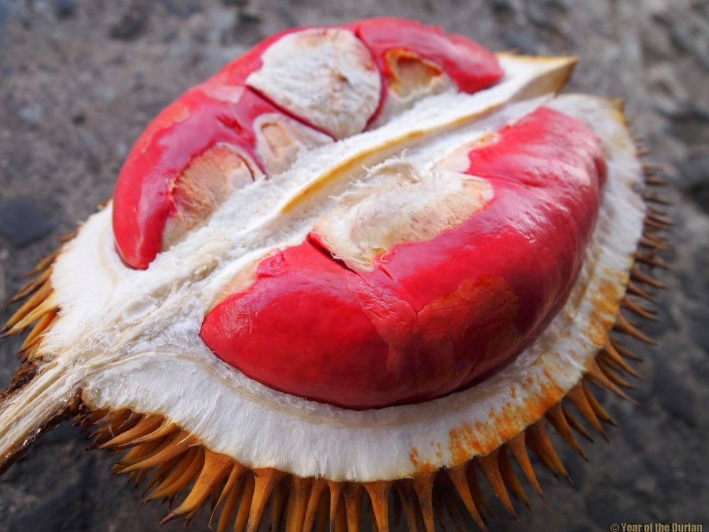 red durian