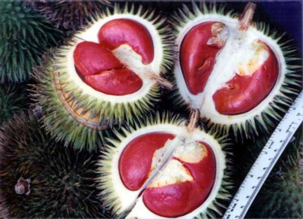 red-durian1-600x435