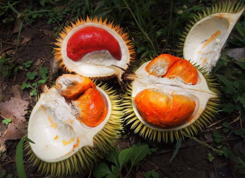 red-durian3-e1496743232619