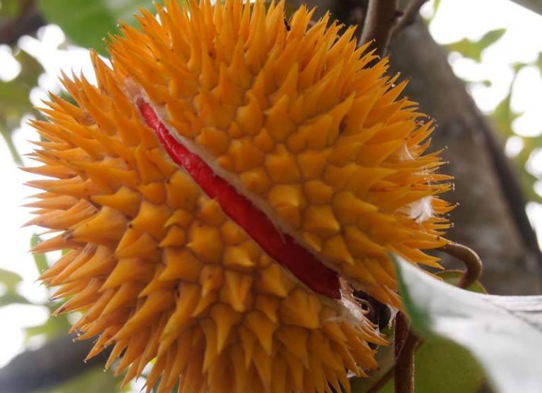 red-durian4-e1496743264129-768x557