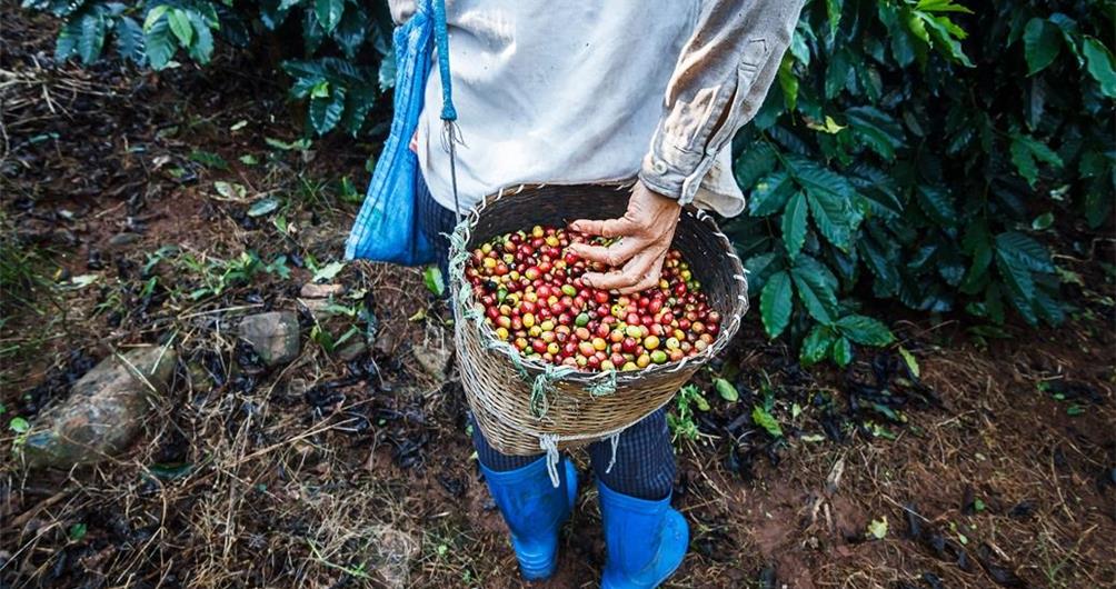 Bolaven Plateau Coffee Tasting