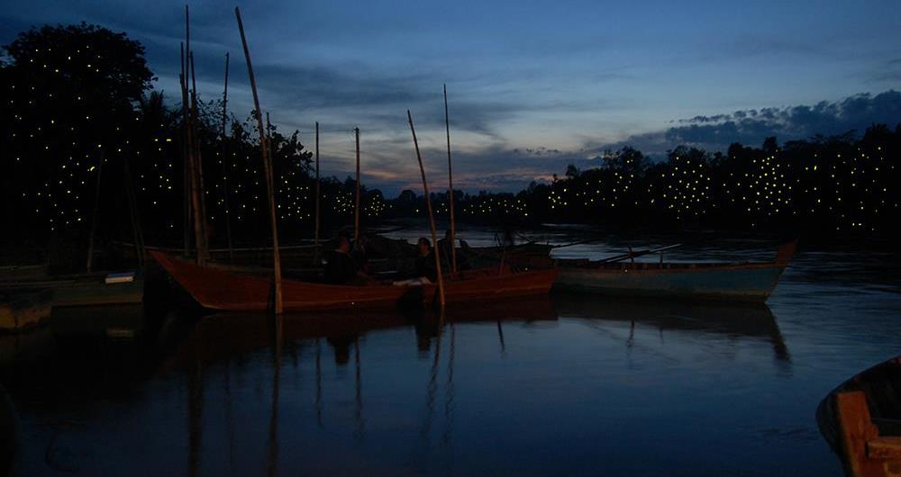 Kuala Selangor Fireflies, Malaysia