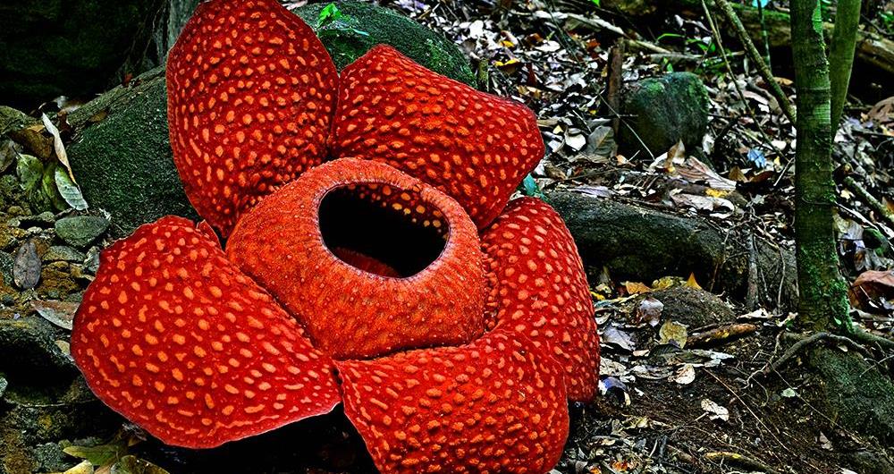 Rafflesia flower in Kota Kinabalu, Malaysia