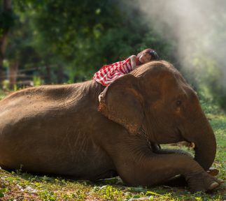 Female elephants in Phnom Tamao