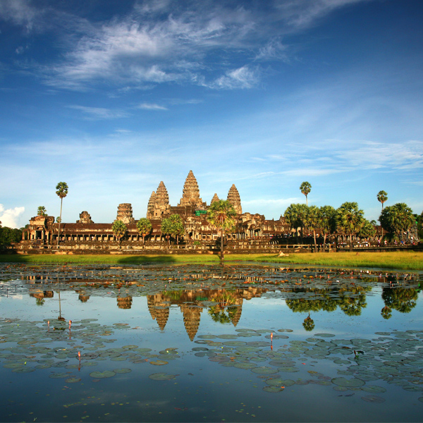 Plan-Tree-Angkor-Wat-Siem-Reap-Cambodia