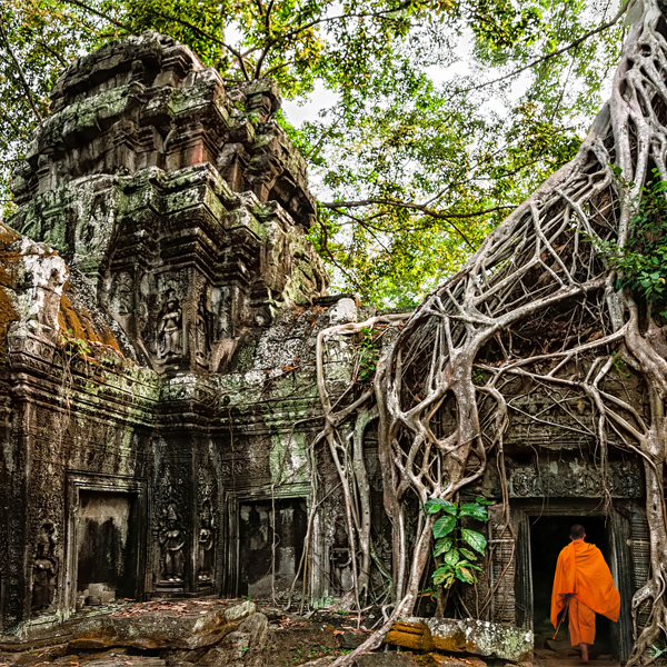 Plant-Tree-Ta-Prohm-temple-Siem-Reap-Cambodia