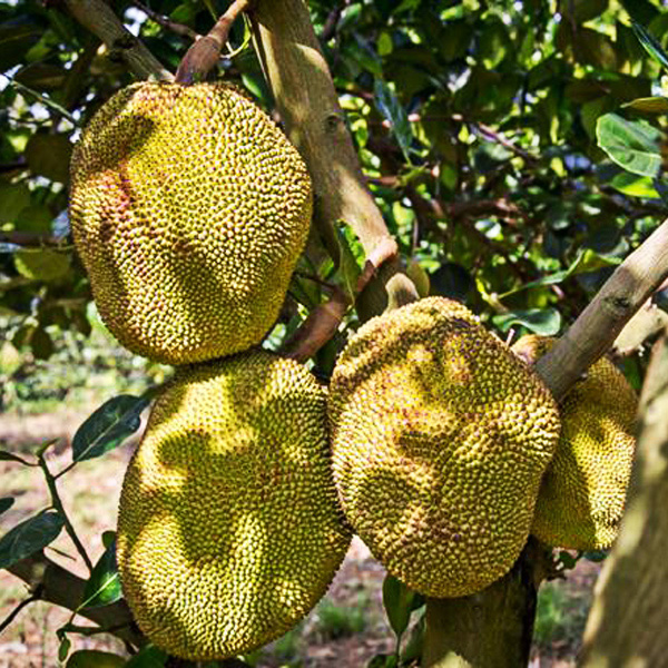 Plant-a-Tree-in-Siem-Reap-Jackfruit