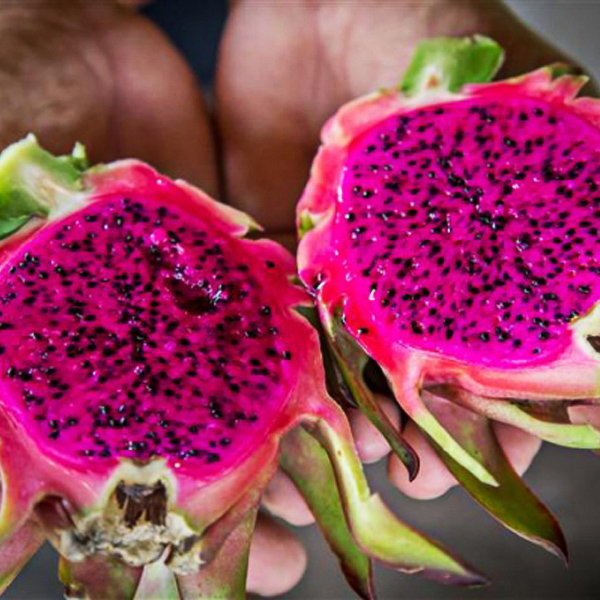 plant-a-tree-siem-reap-Dragon-fruit