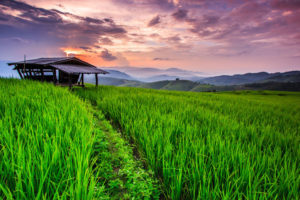 chiang-mai-green-field-thailand