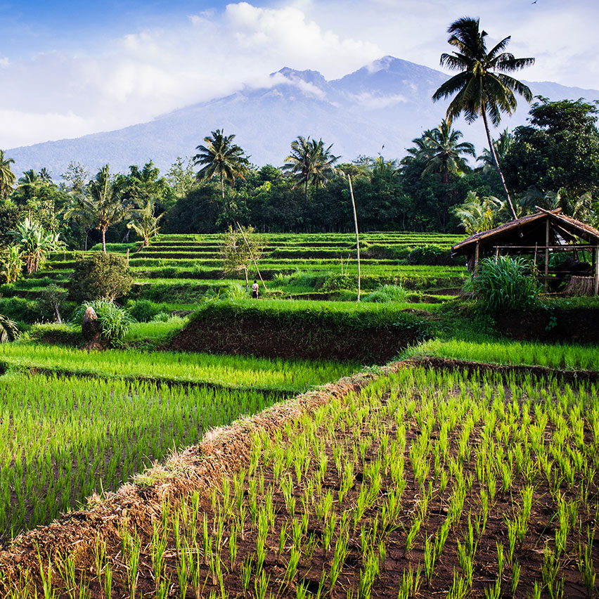 rice-field-summer-indonesia-island-lombok