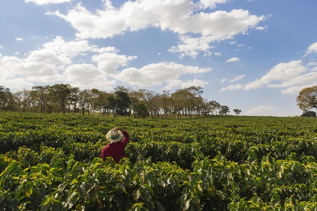 coffee-plantation-bolaven-plateau-laos