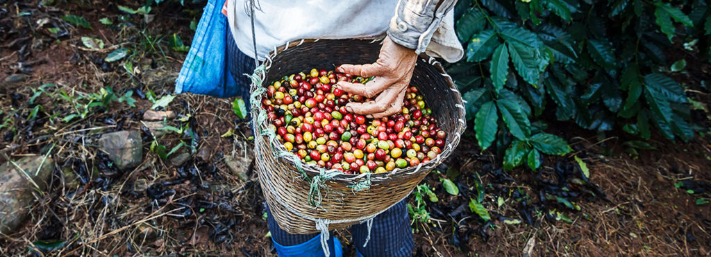 coffee-picking-bolaven-plateau-laos