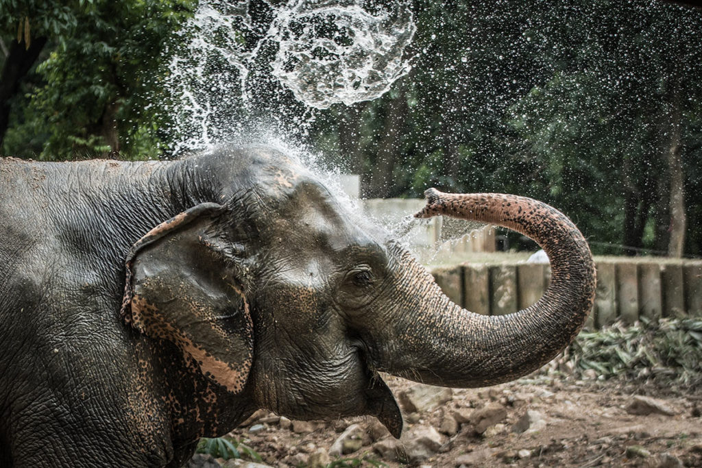 elephant-thailand