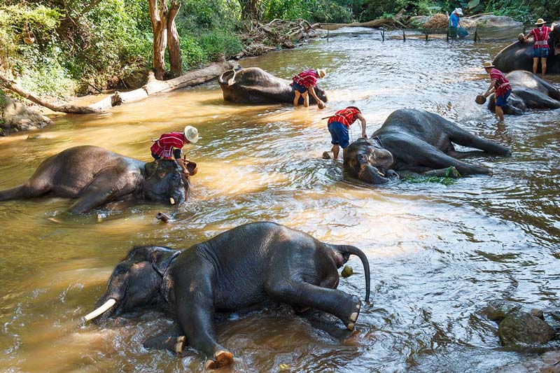 thailand-maesa-elephant-camp