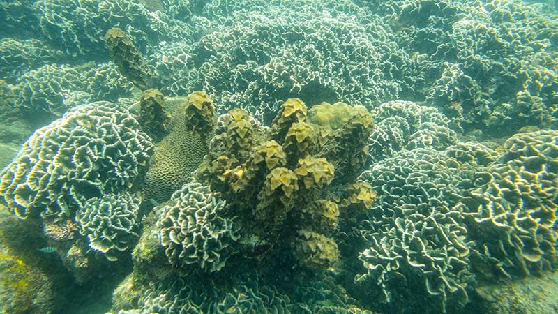 vietnam-phuquoc-island-coral