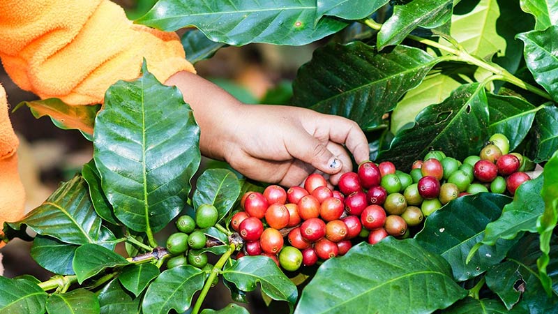 southeast-asia-arabica-coffee