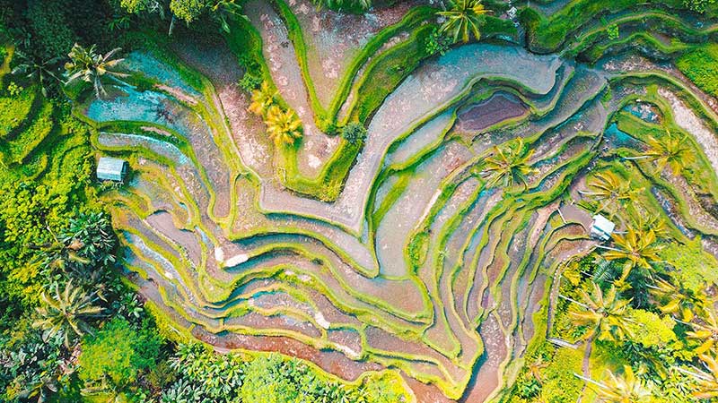 indonesia-ubud-bali-rice-terrace