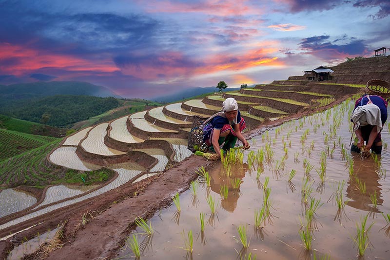 indonesia-ubud-fields