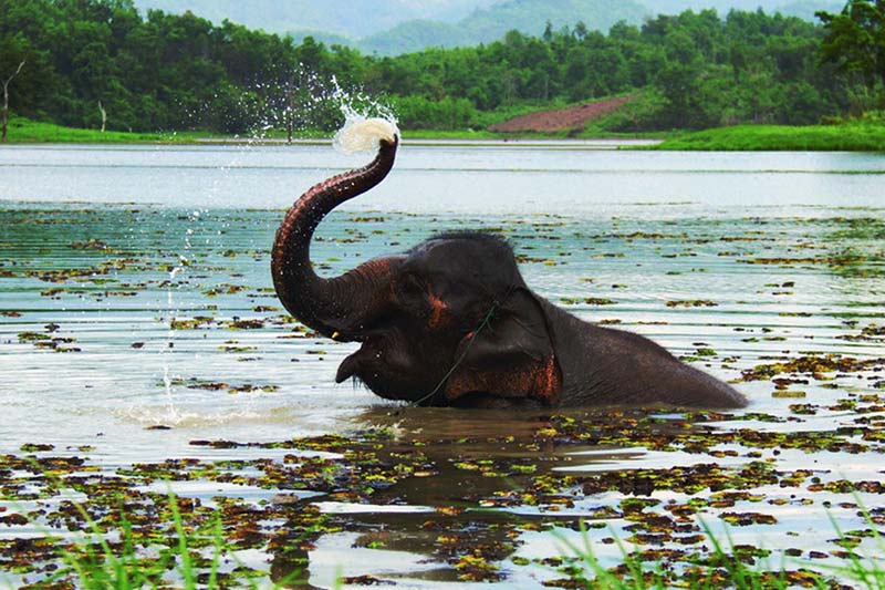 thailand-chiang-mai-elephant