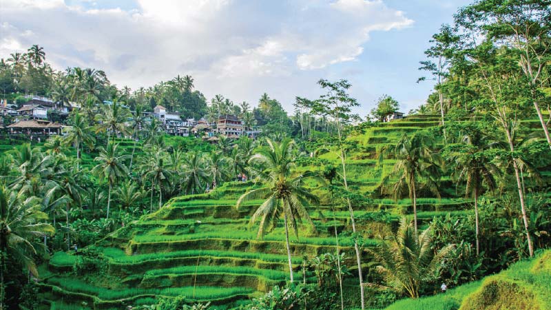 indonesia-ubud-rice-terrace