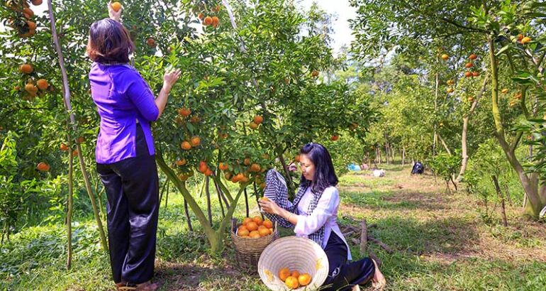vietnam-mekong-delta-fruit-orchards