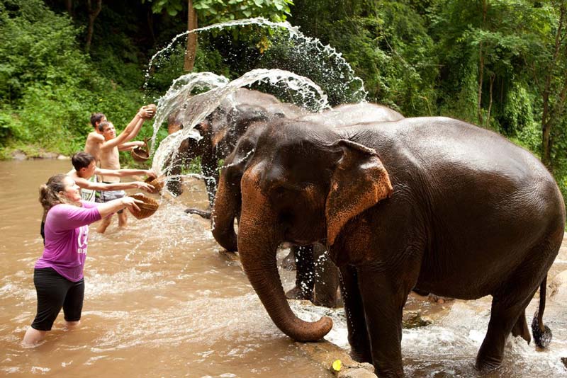 thailand-chiang-mai-elephant-sanctuary-bathing-activity